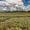 CostaRica - ananas 0461